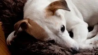 Jack Russell Terrier's View (GoPro)