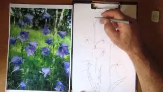 How to Draw a Forest Bellflower. Part 1. Lesson 21