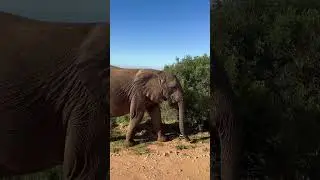 Elephant gently tiptoes past us #elephant #safari #africa #wildlife #travel #animals #nature