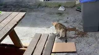 Kedi yavruları