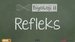 Refleks
