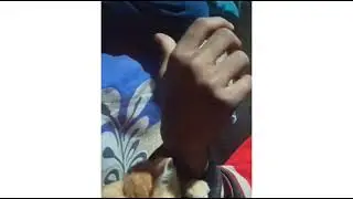 Billi to Fas Gyi 😁#cutebaby #vlog_2022