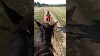 еду утром на лошади #shorts