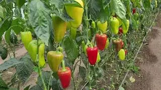 Pepper Topgir, October 2. Link in the description.