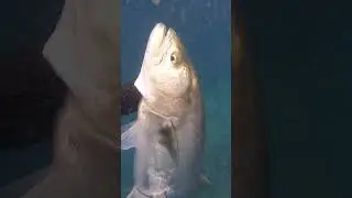 Así Capturé Con Arpón Estos Peces Gigantes