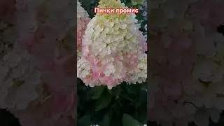 Пинки промис #гортензииметельчатые