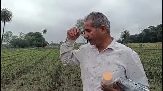 IFFCO MC seed treatment in garlic