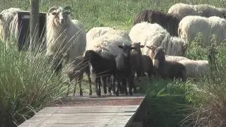 Groene Jonker part 2 1080p HD
