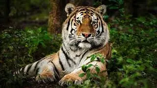 🐅 Las Mejores Fotos de Tigres 🐯