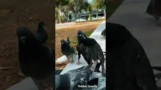 Problematic Pigeons