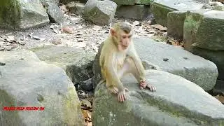 PLEASE HELP WATCH NEW VIDEO ON MY PAGE, HEALTH YOGA PAGE, ALL NEW MONKEYS THERE FOR FUN, THANKS