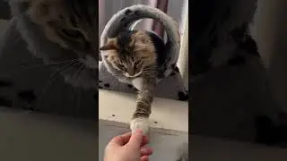 Удобно | #shorts #кот #котики #животные #cat #animals