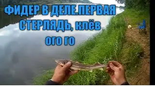 Бешеный утренний клев.Рыбачу на Фидер.Первая стерлядь.Вятка 2020