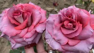 ROSE FLOWERING 2024🔥❤️. MASTERPIECE VARIETIES🥰🔥👍