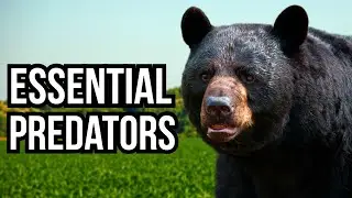 4 North American Predators That Are The Best At Hunting Invasive Species