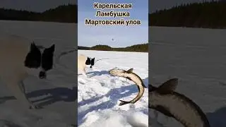 #рыбалка #карелия #весна  Дикая Ламбушка/Рыбалка в Карелии