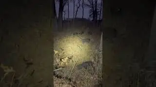What would you do??? #hunting #hog #thermal #nighthunting