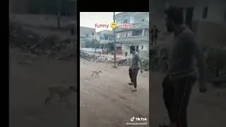 Dogs vs Man Fight Funny || Part 2 || dogs funny video