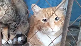 The fate of domestic cats!