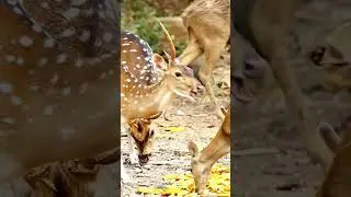 Олени: Мастера выживания в дикой природе 😉 #животные #природа #олень