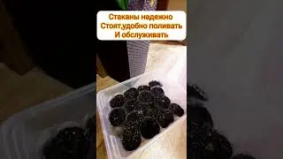 рассаду садаю только так