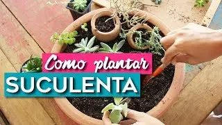 COMO PLANTAR SUCULENTAS | COMO CUIDO DAS MINHAS SULENTAS  | Do Sofá