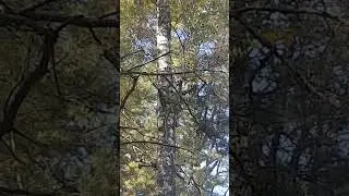 Белочки в лесу 2