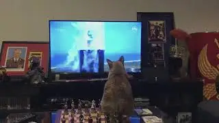 Cat Watching SpaceX Launch
