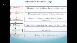 Homeostasis