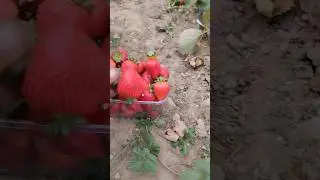 Збираю новий урожай полуниці #полуниця