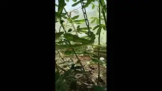 Инжир в теплице Ленинградская область