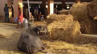 A usual evening in Aarey Milk Colony