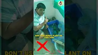 💥🍀Money Plant டா Aquarium Tank ல Use பண்ண கூடாதா ⁉️ | #goldenfish #aquarium #fishtank #experiment