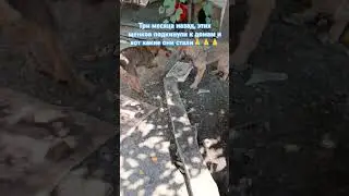 Прошло три месяца, как подкинули этих щенков 🐶 и вот они сейчас #shorfs #рекомендации 🙏🔥❤