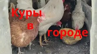 Курятник в городе Обзор мини курятника Эконом курятник Куры в городе Курятник Сельская жизнь