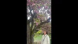 Enjoy Hanami at Mukai Farm and Garden