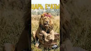 LION IS A KING WHO DOESN'T DO ANYTHING!!!