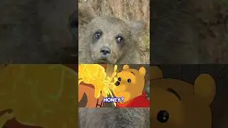 Are Bears 🐻 Really Addicted to Honey?🍯