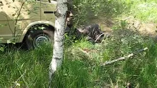Поймали пень