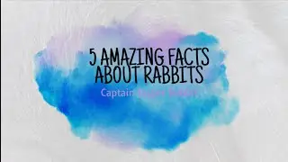 5 amazing facts about Rabbits