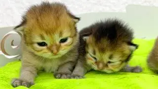 Listen to the meows of kittens, what are they talking about?