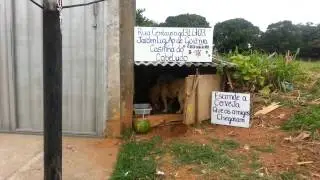 Cabeludo, o cachorro