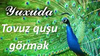 Yuxuda Tovuz quşu görmək ☾✵ Qısa 
