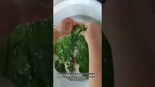 🌱КАК ОБРАБОТАТЬ И НАРЕЗАТЬ ЛИСТЬЯ ПЕРИЛЛЫ💚