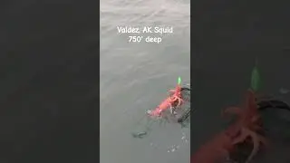 Catching Deep water Squid 750' Deep