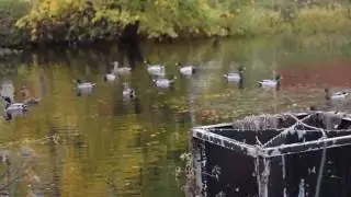 Ducks flying during sunset