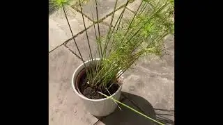 Cyperus haspan