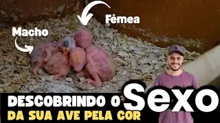 HOW TO FIND OUT THE SEX OF YOUR BIRD BY ITS COLOR - MUTATION