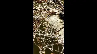 Do Spiders Eat Ants? 🕷️ | Spider Diet Explained #Spiders #Ants #Predators