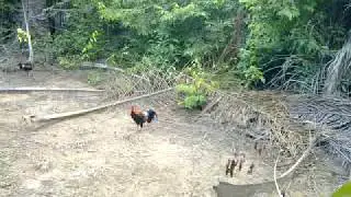 JEBAK AYAMHUTAN2019 F1 TERBAIK